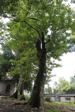 古藍(lán)果樹