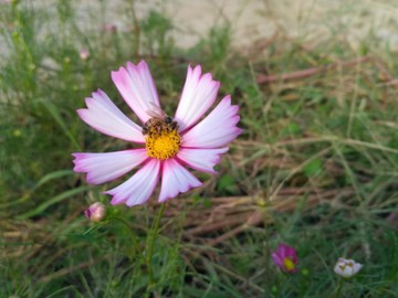 粉色波斯菊與蜜蜂