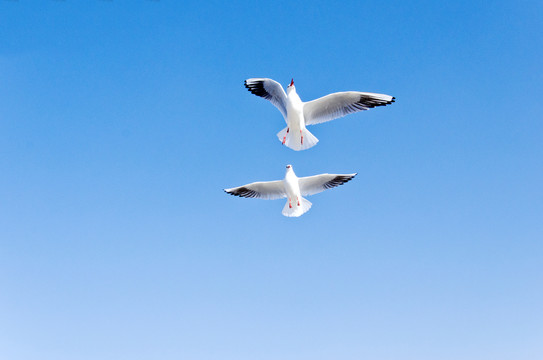 海鷗