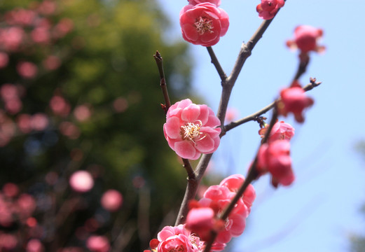 梅花 寒梅 紅梅