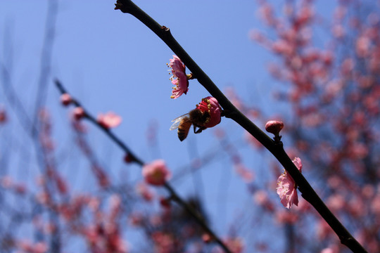 梅花 寒梅 紅梅