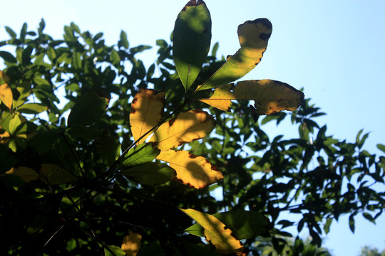 綠葉 黃葉 樹(shù)枝