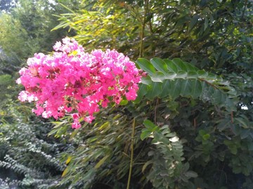 紫薇花