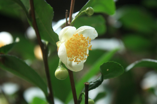 白色小花 綠葉 花蕊 茶樹
