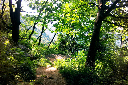 林蔭山道