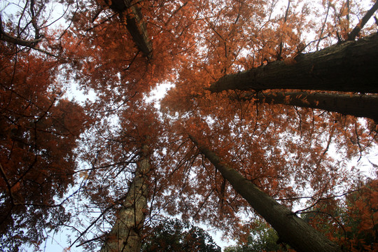 杉樹 紅杉