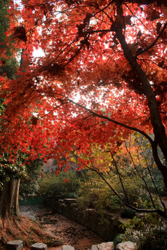 楓樹 楓葉 紅楓 紅葉 秋色