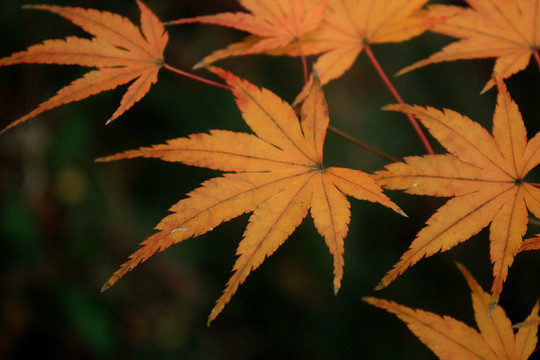 楓樹(shù) 楓葉 紅楓 紅葉 秋色