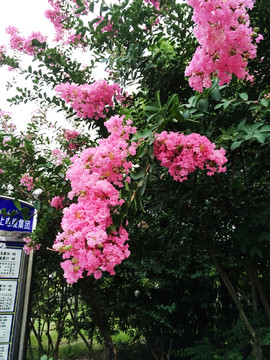 芙蓉花