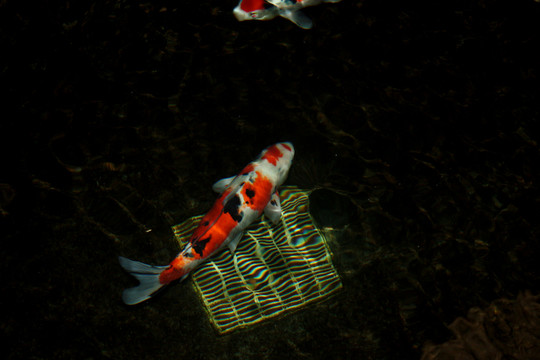 錦鯉 鯉魚 紅白鯉魚 戲水