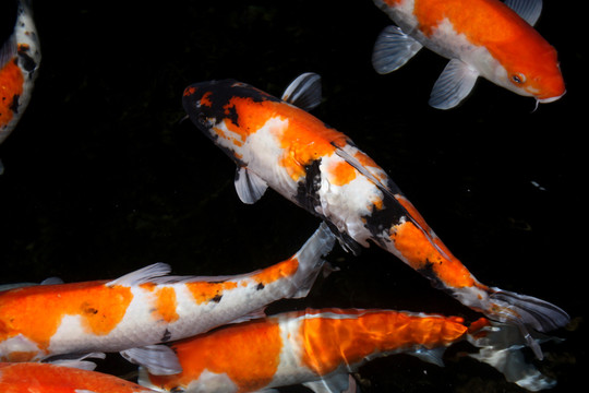 錦鯉 鯉魚(yú) 紅白鯉魚(yú) 戲水