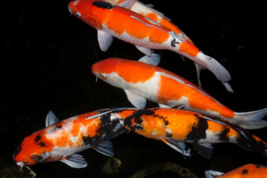 錦鯉 鯉魚 紅白鯉魚 戲水