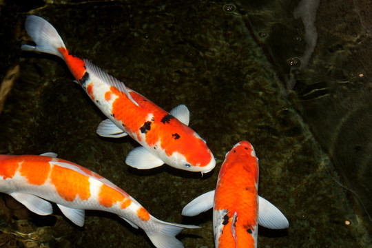 紅鯉 錦鯉 鯉魚(yú) 戲水
