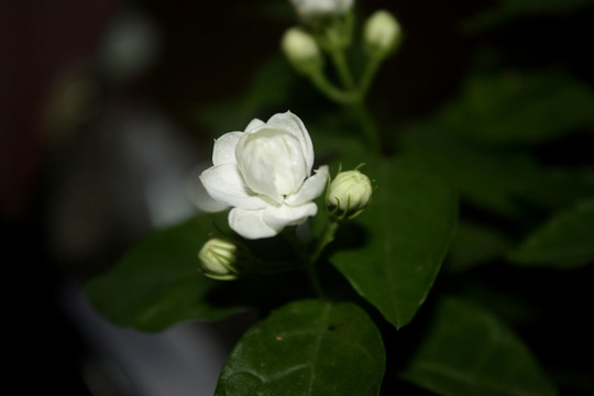 茉莉花 白色