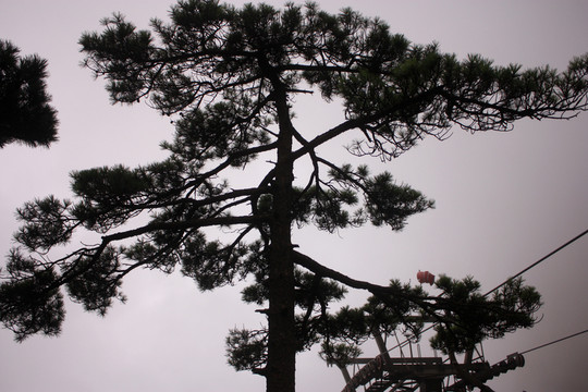 黃山 云海 怪石 石頭 山頂