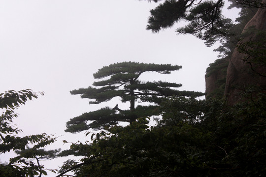 黃山 云海 怪石 石頭 山頂