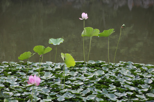 荷花