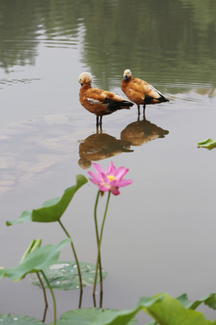 鴨荷花