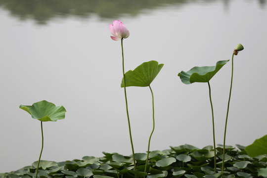 荷花