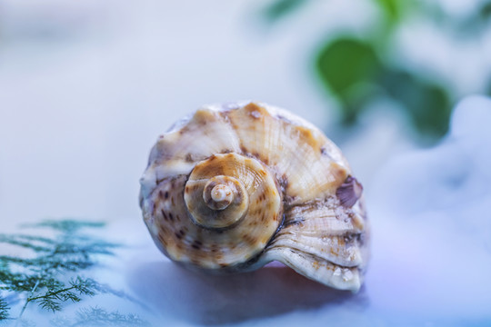 海螺