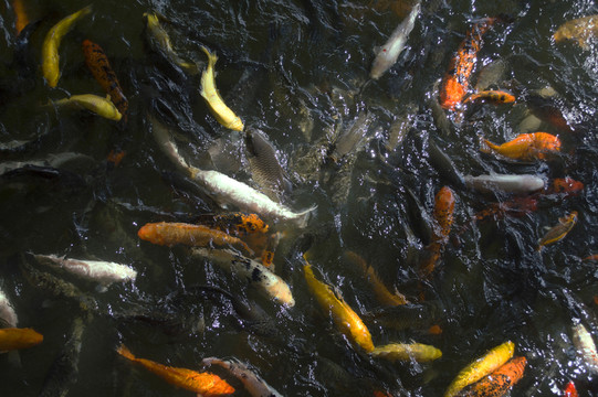 湖里的觀賞魚