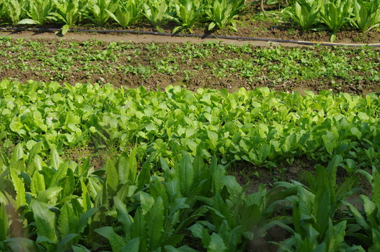 農(nóng)家菜地