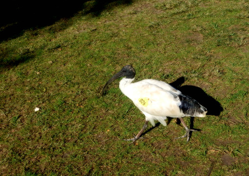 澳洲鴕鳥
