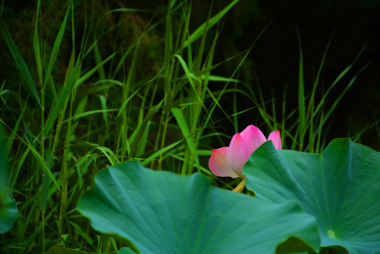荷花