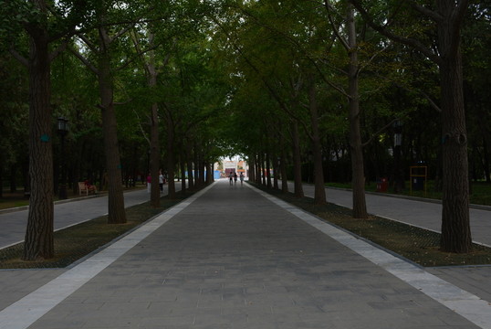 樹林和樹道