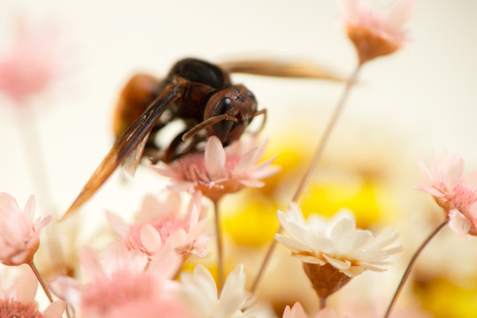 蜜蜂