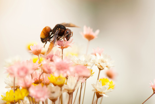 蜜蜂
