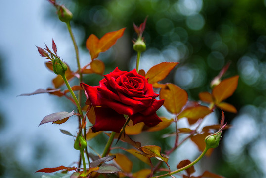 月季 月季花