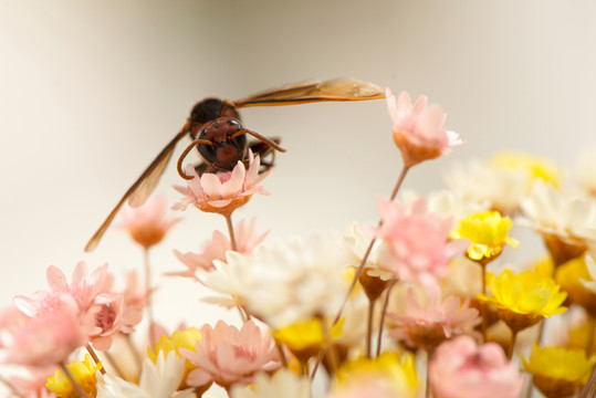 蜜蜂