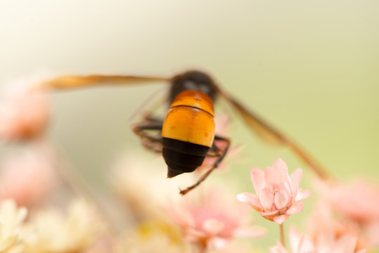 蜜蜂