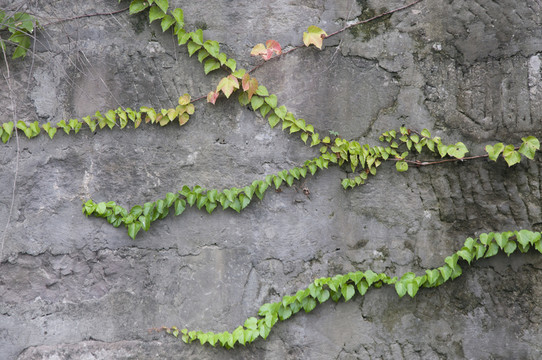 植物墻