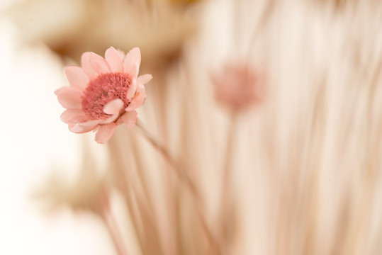 干花