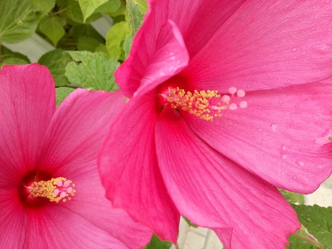 鮮花
