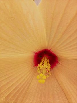 花心