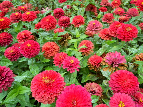 鮮花
