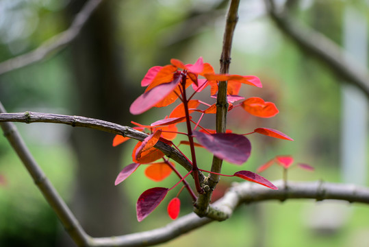紅葉