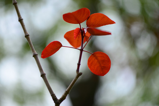 紅葉