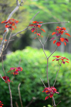 紅葉豎幅