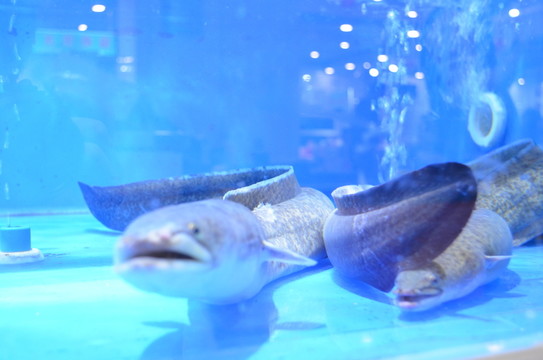 鰻魚