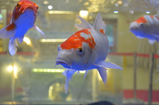 活魚