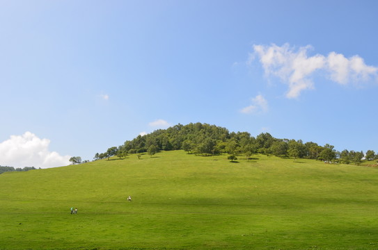 關(guān)山草原