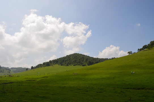 關(guān)山草原