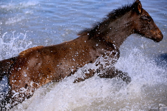 小馬