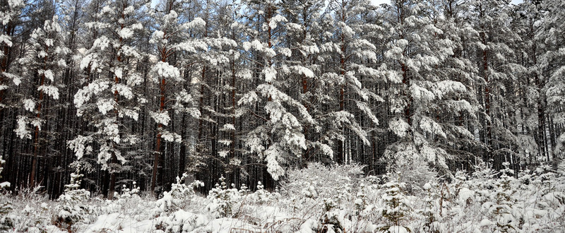 雪掛
