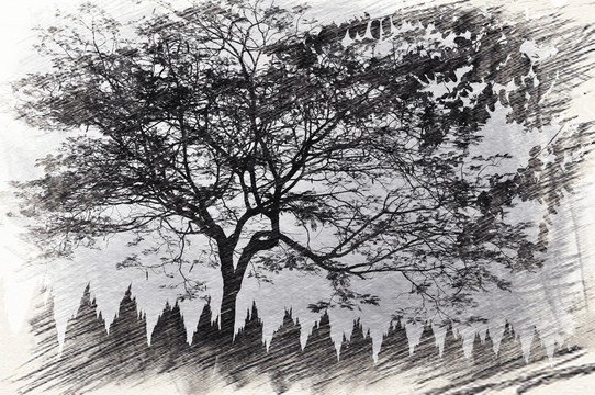 大樹 素描