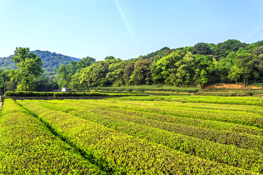 茶園